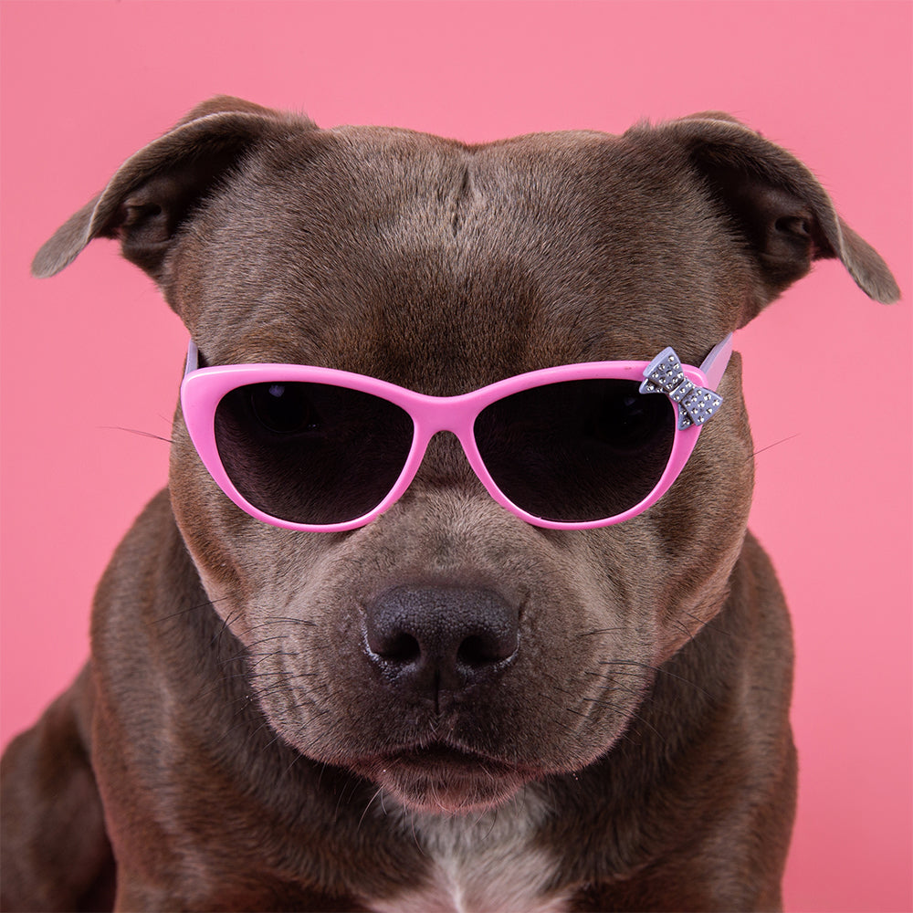 Dog Accessories