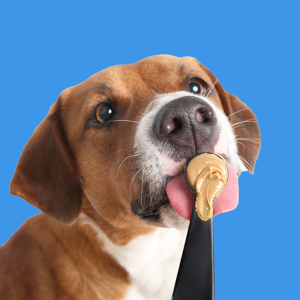 Dog Treats